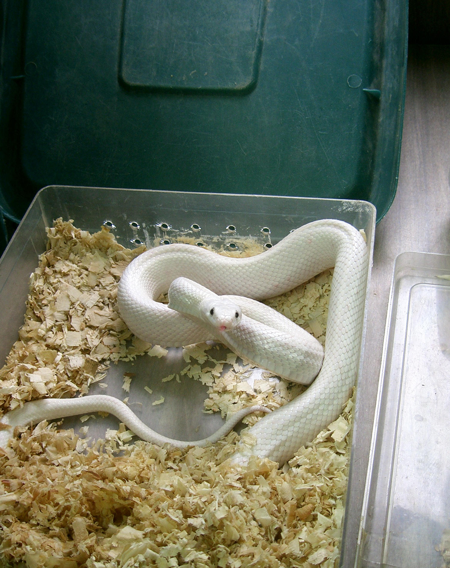 snake 22  white by cyborgsuzystock