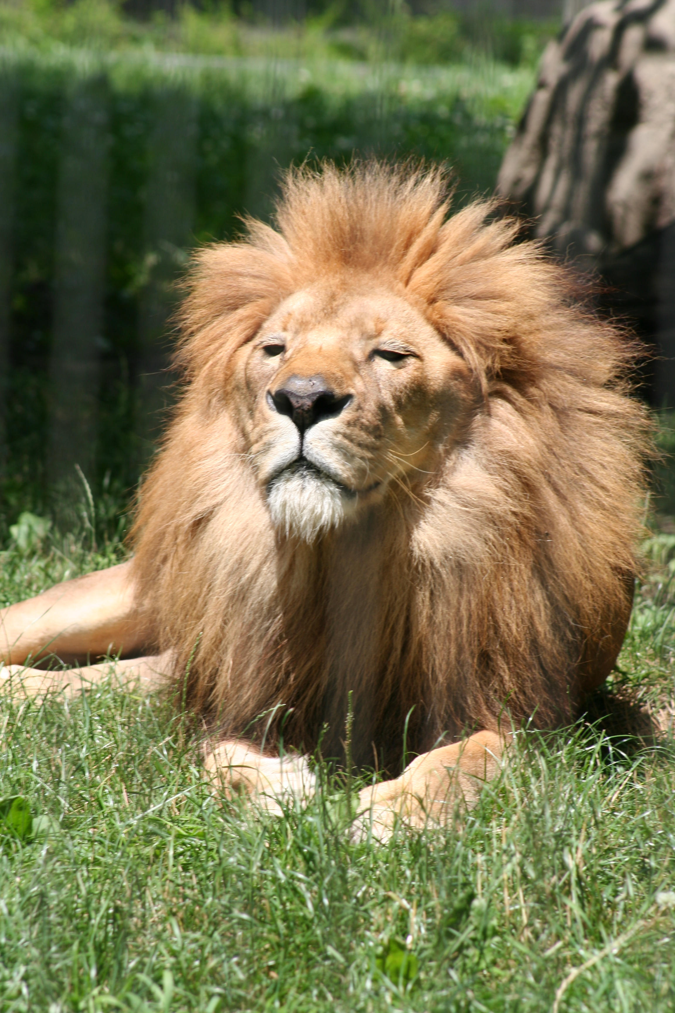 Lion   1 by Seductive Stock