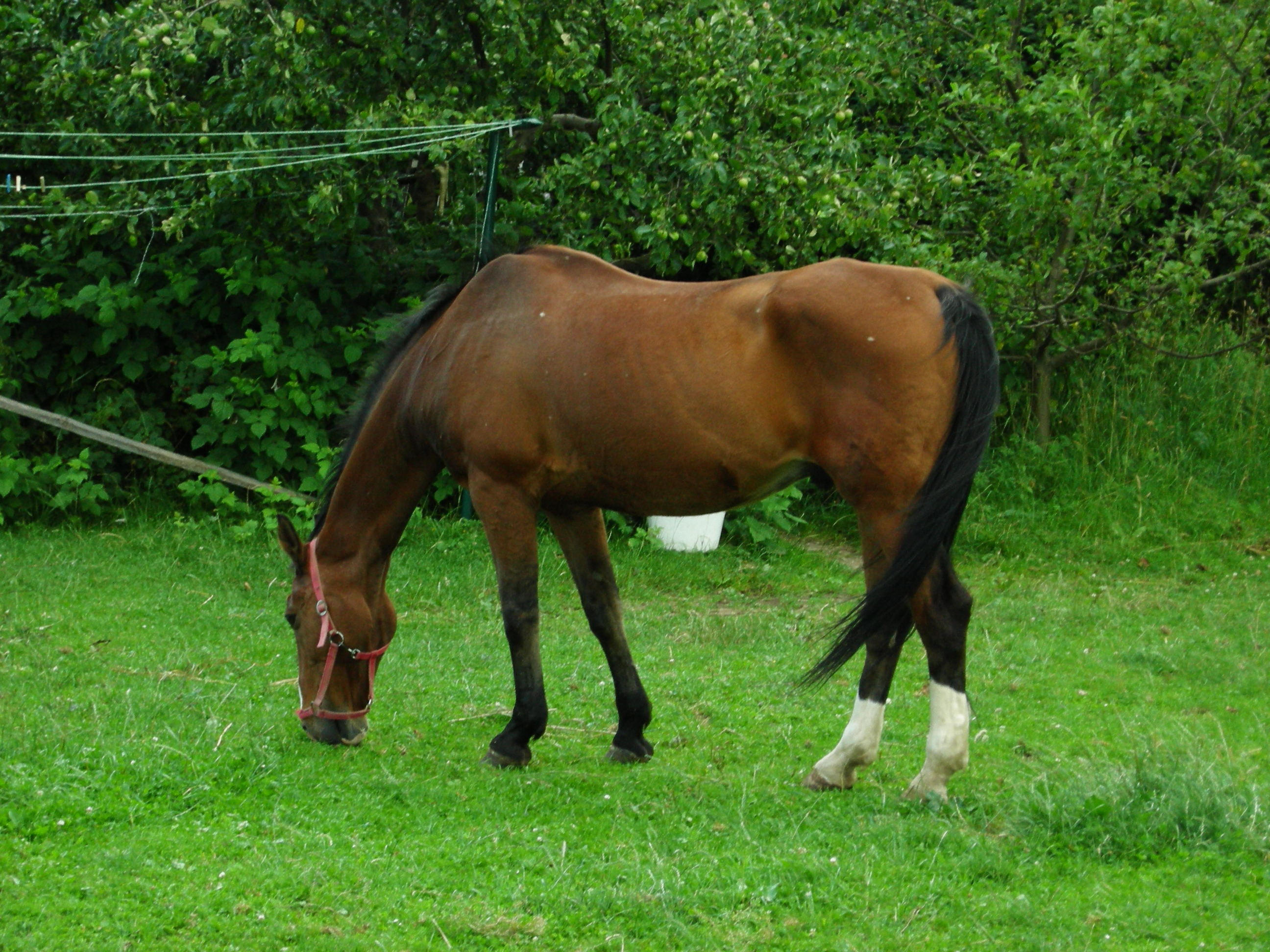 Stock  Horse by Ireth stock