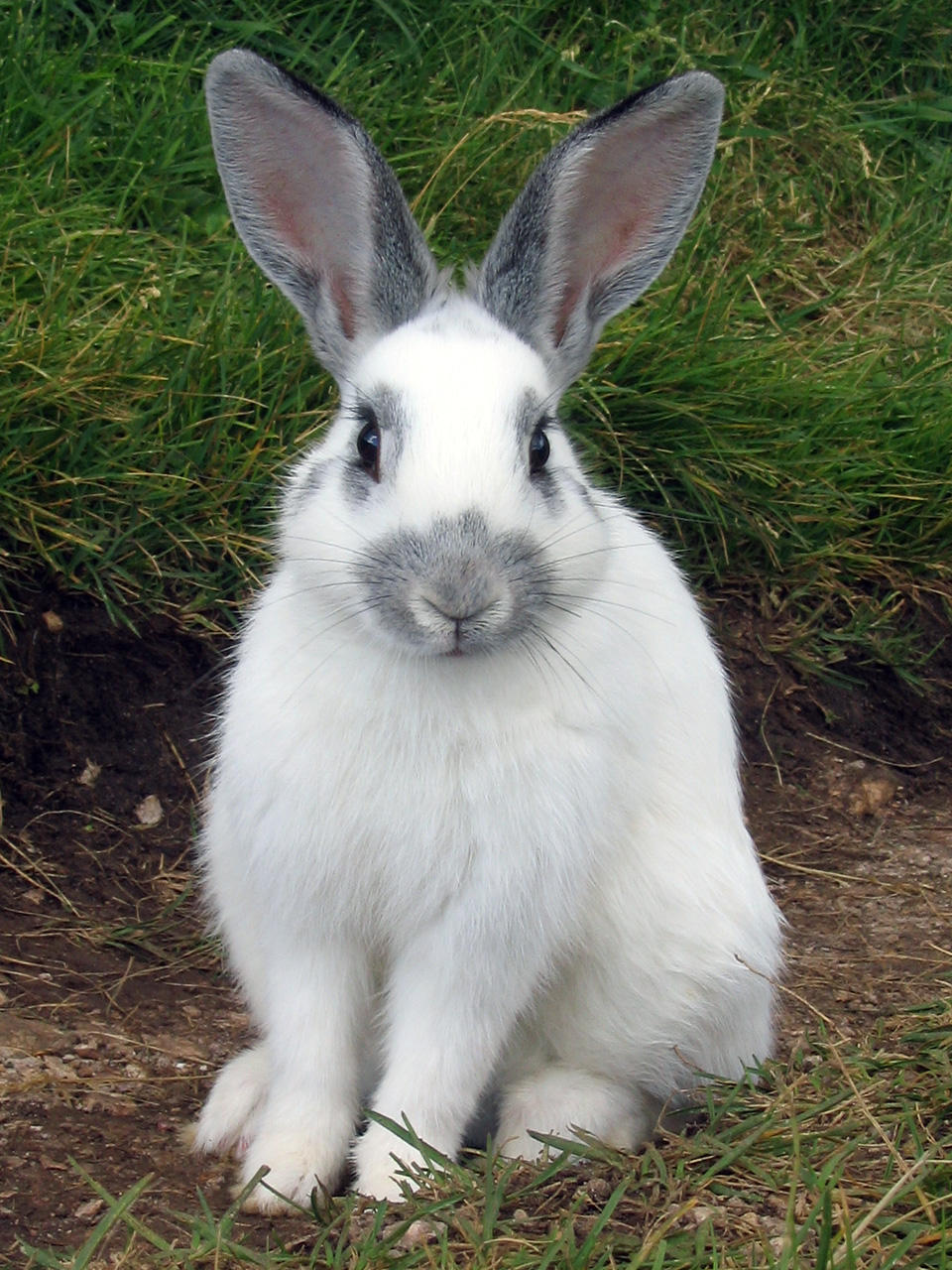 Coniglietto bianco   Bunny by Cip71