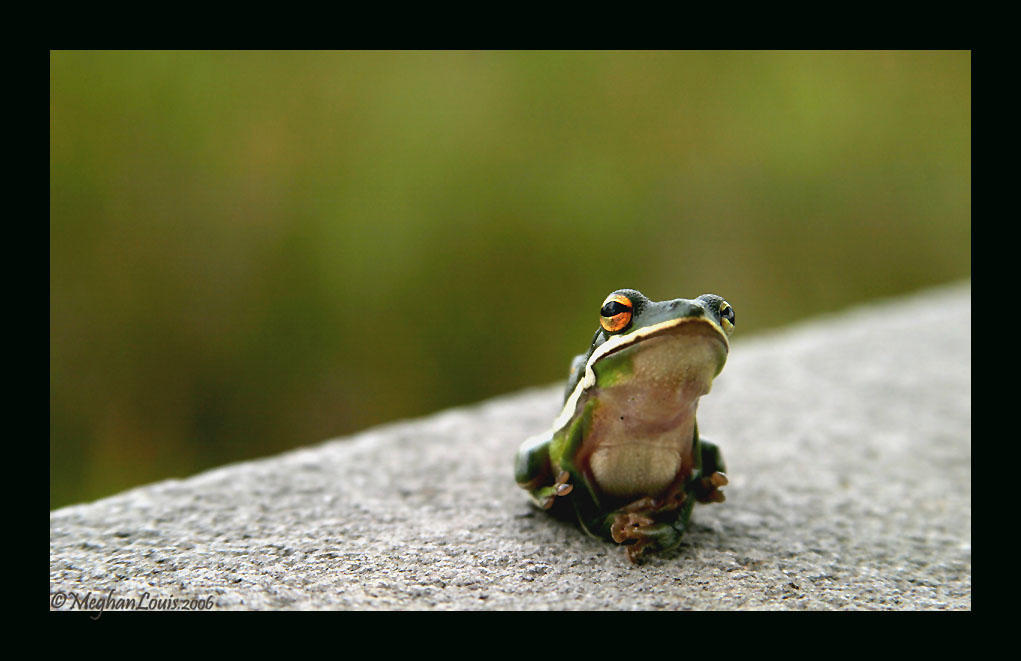 swamp frog 2 by strawberrykangaroo