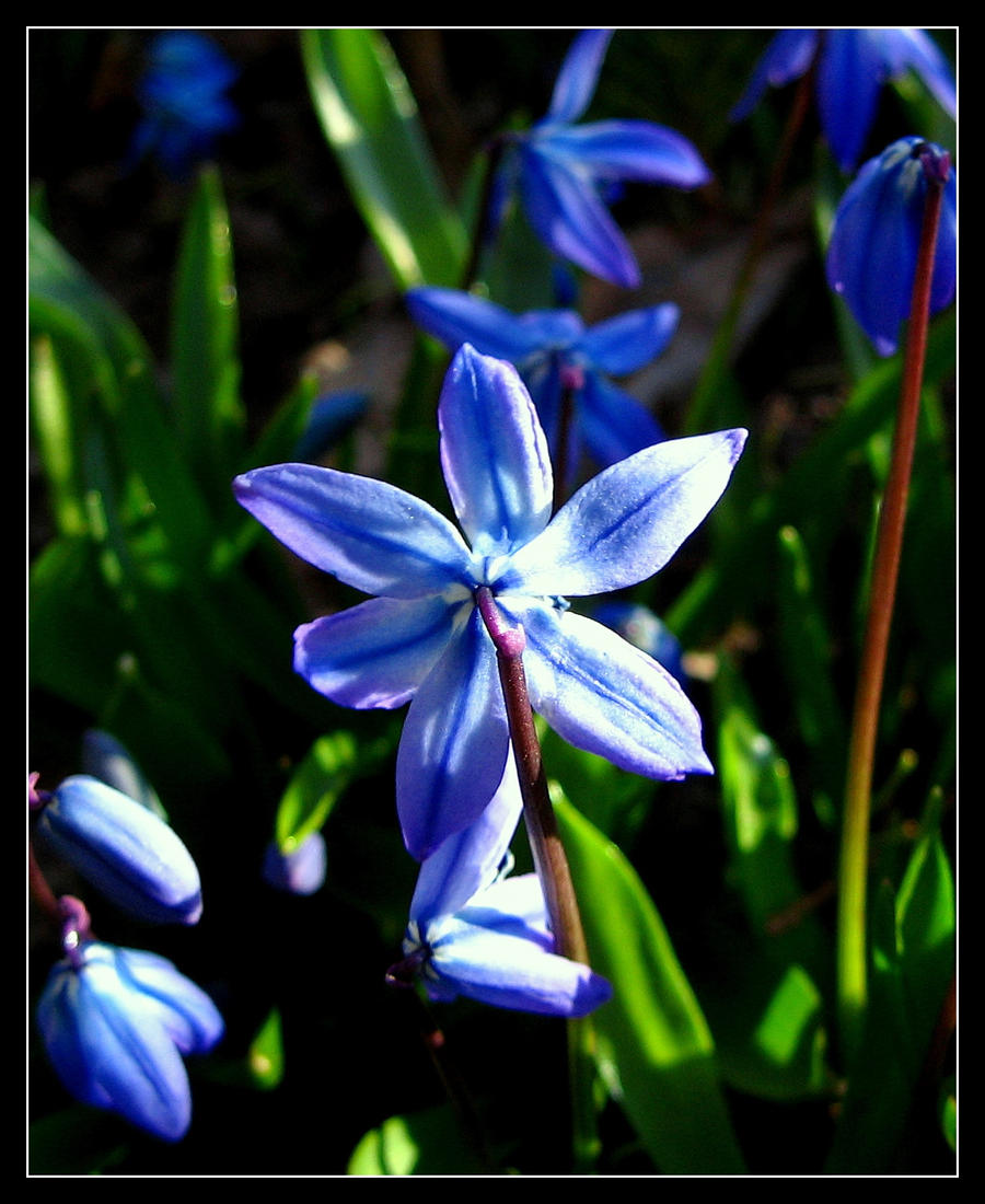 blue lily       siniliilia by KuuFi