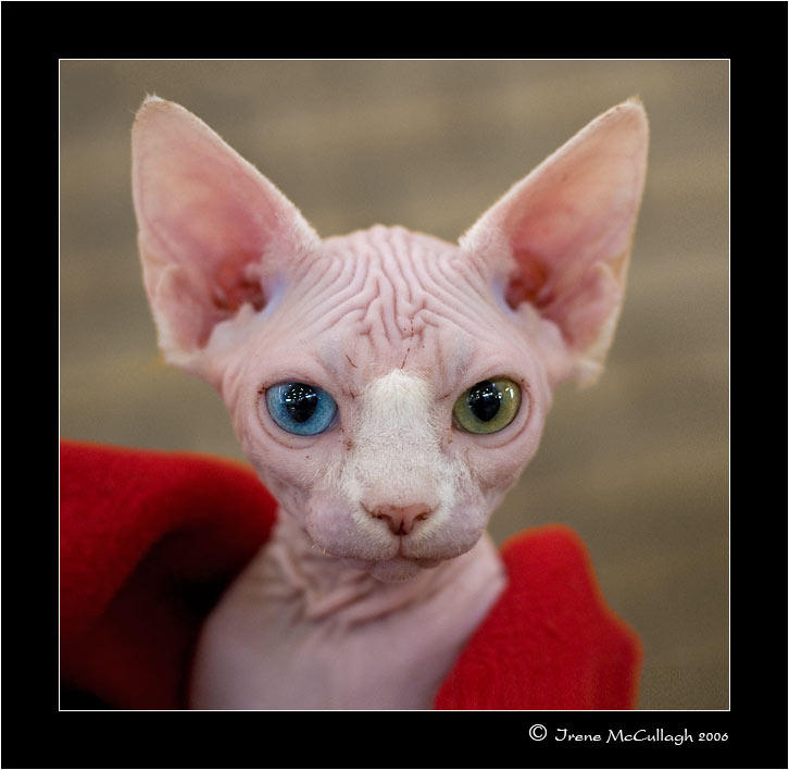 Odd Eyed Sphynx Kitten by substar