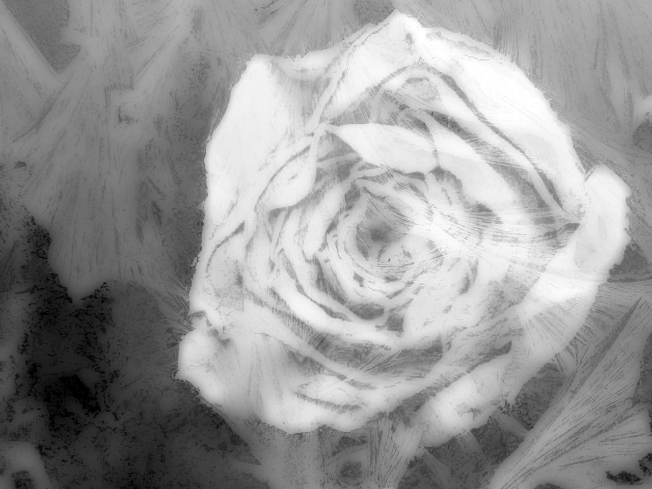     ice rose    by virgo e