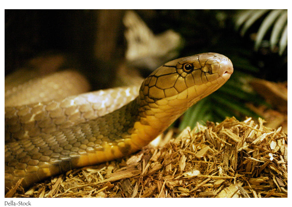 Snake  King Cobra Head by Della Stock