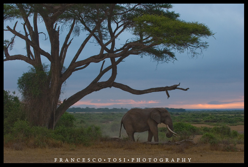 Kenya Wildlife 57 by frtosi