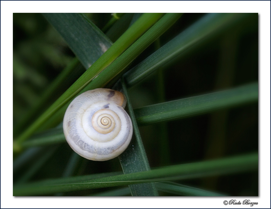 snail by raduborzea