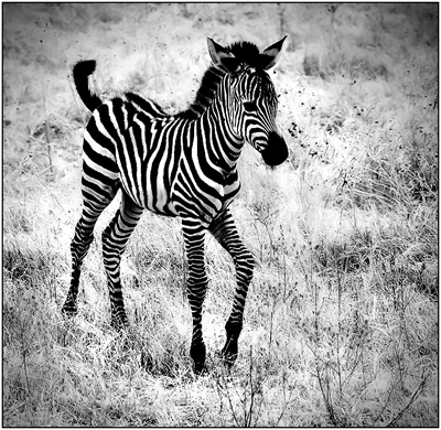 Baby Zebra by justinblackphotos