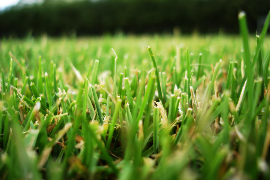 Grass_by_speedyink.jpg