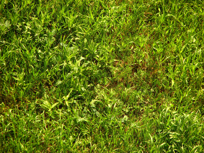http://fc02.deviantart.com/fs19/f/2007/227/1/8/Green_green_grass_by_CopyCopy.jpg