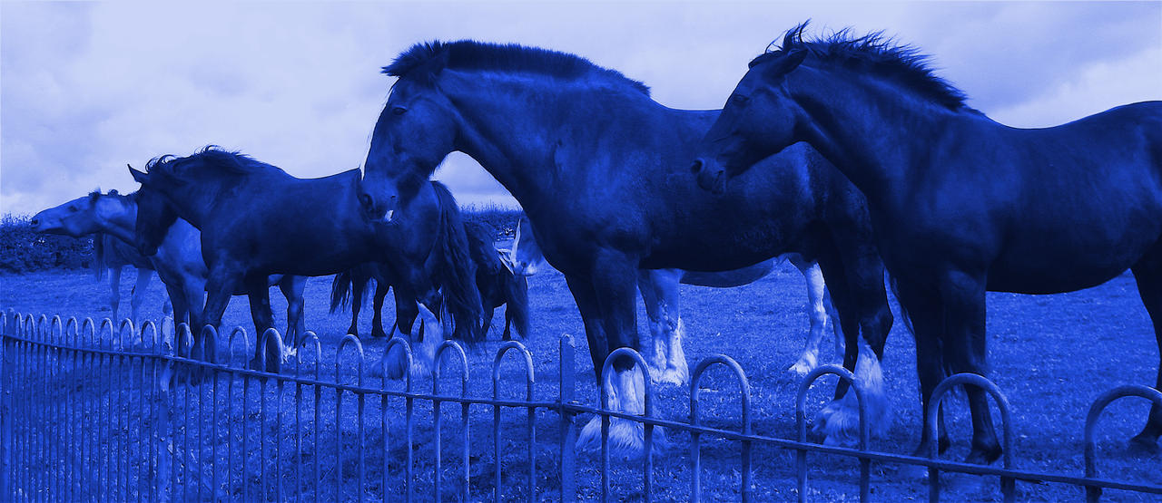 Blue Horses by BlackWolf88