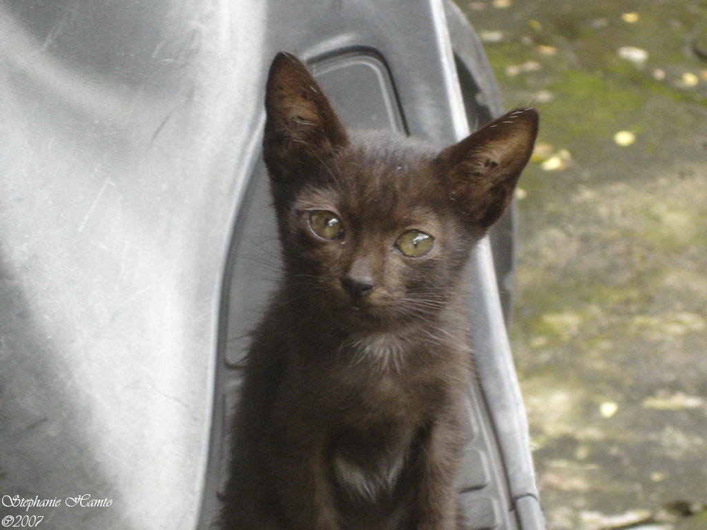 Cute Black Cat by einahpets otmah