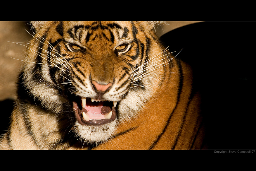 Panthera tigris II by SteveCampbell