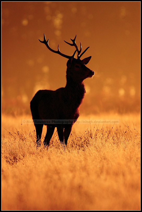 Backlight Stag At Dawn by nitsch