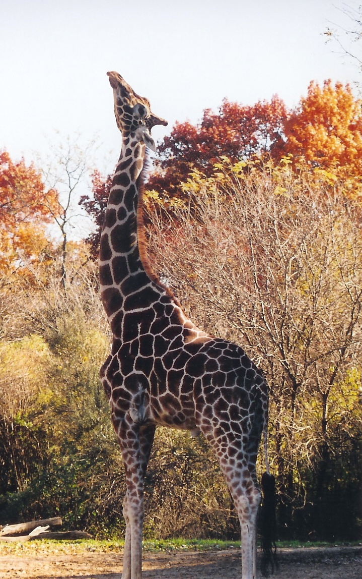 Giraffe in Autumn by x eLlipsiS x