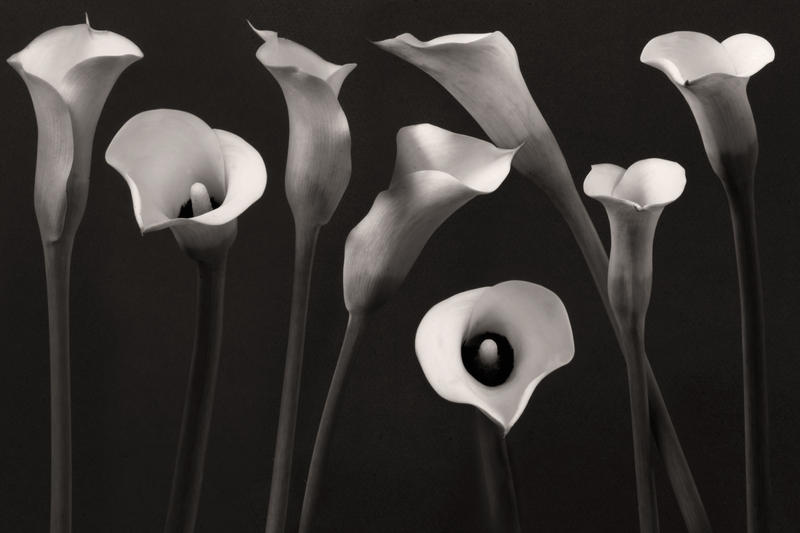 Composition with calla lily by Floriandra