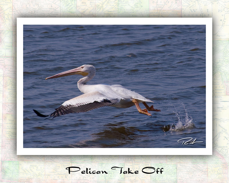Pelican Take off by Merlinstouch