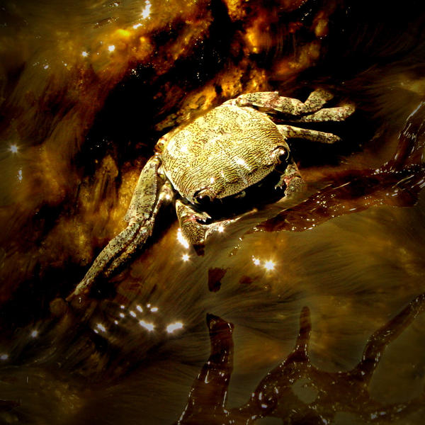 Mr Crab by LadyNutella