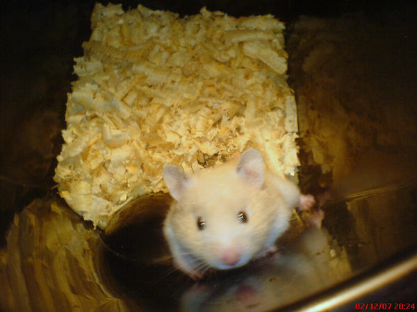 My Hamster  D little Angus D by Kosiar