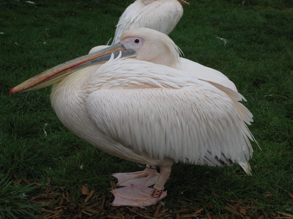 Pink Pelican by Ruathe