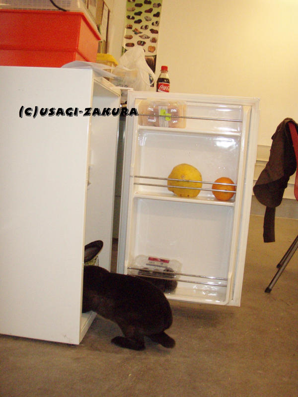 Raiding_the_fridge_by_Usagi_Zakura.jpg