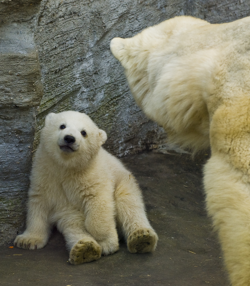 polar bear baby by miezbiez
