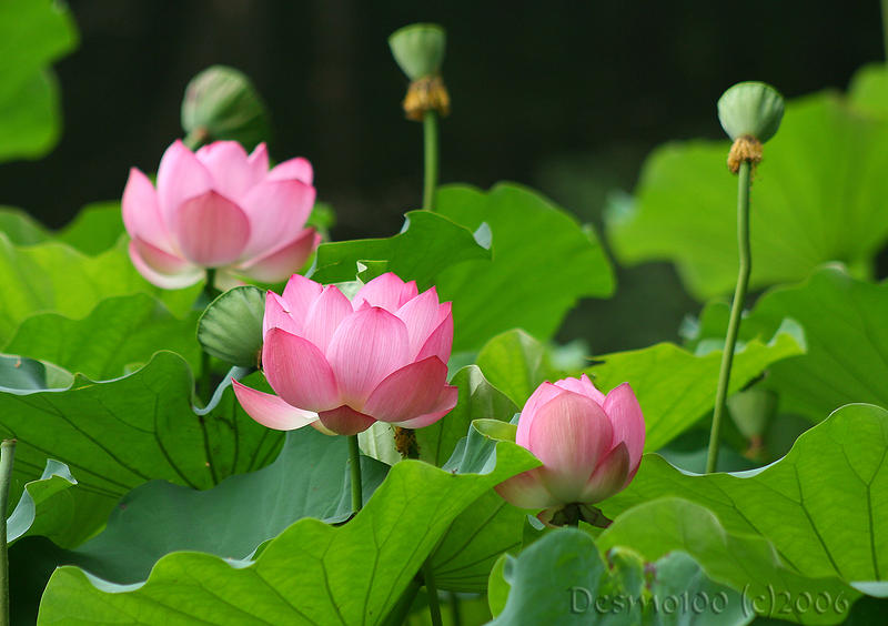 Lotus_garden_by_desmo100.jpg