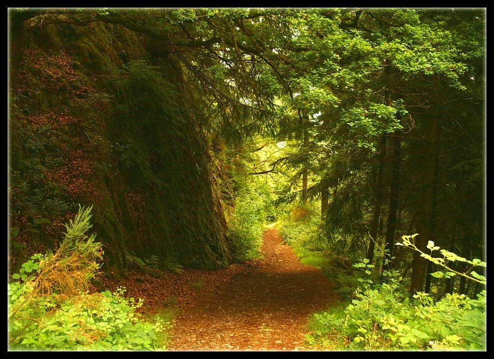 Forest_Wall_by_UKTara.jpg