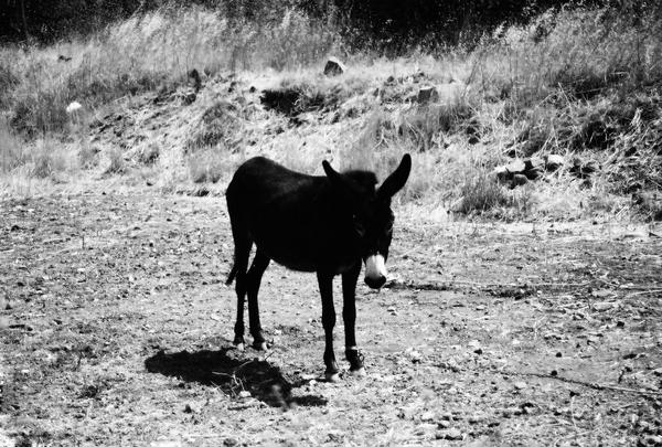 donkey by ellisandee