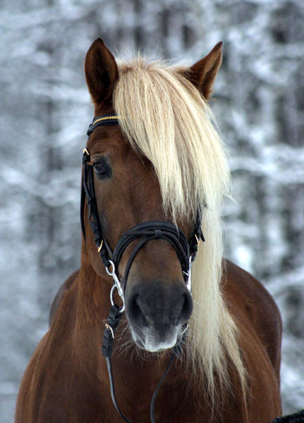 http://fc02.deviantart.com/fs6/i/2005/024/3/9/Finnish_horse_stallion_by_floCha.jpg