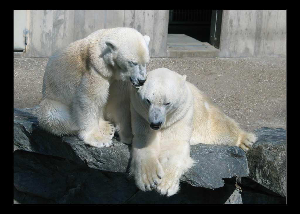 polar bears by DokJekyll