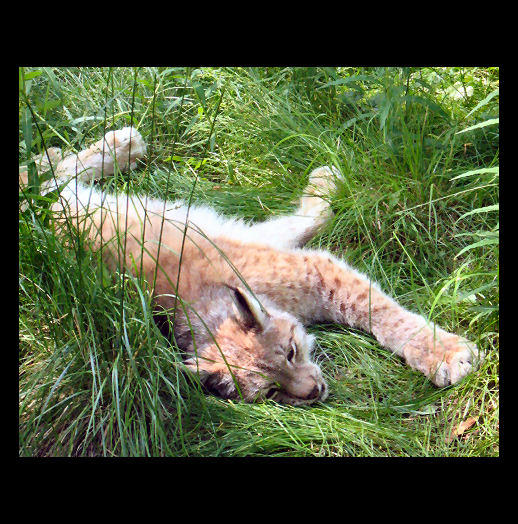 Lynx by antennisorsa