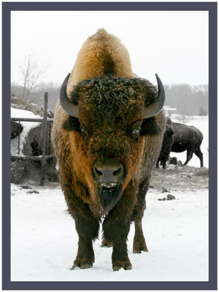 Buffalo by UffdaGreg