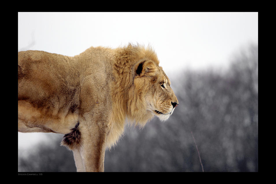Panthera leo by SteveCampbell