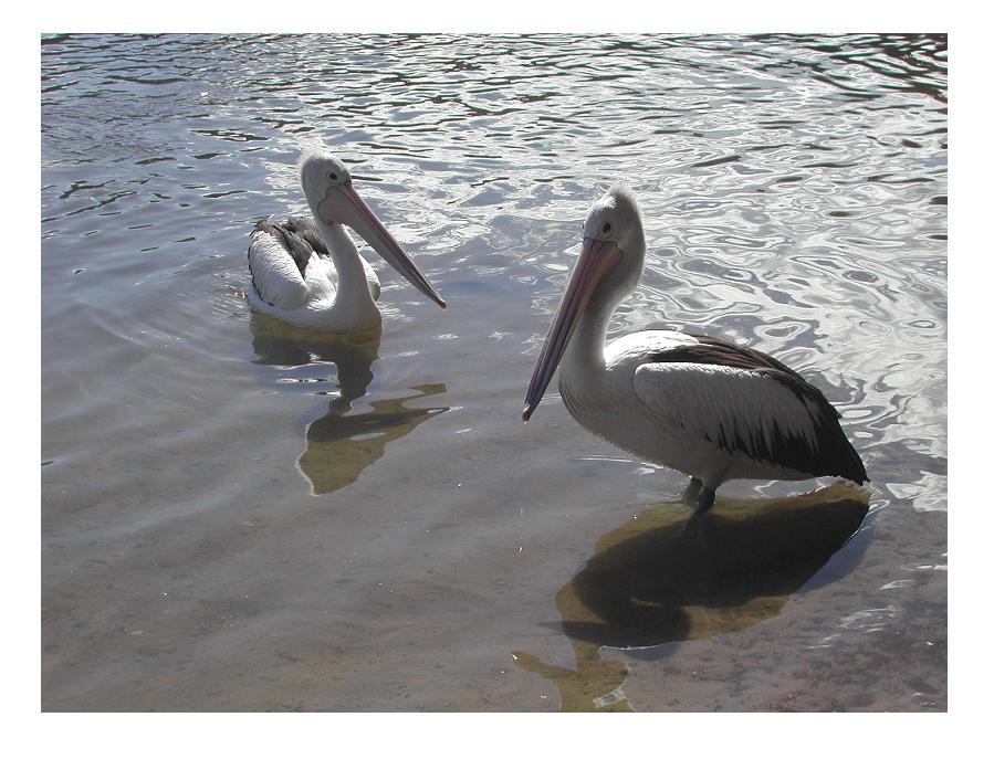 Pelicans by vaoni adolpha